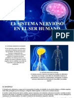 El Sistema Nervioso en El Ser Humano 17