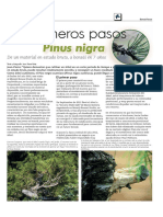 Pinus Nigra - Primeros Pasos