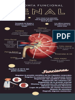 Anatomia Funcional Renal