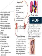 Generalidades Anatómicas Renales (Mapa Conceptual) .