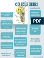 Inervacion de Los Dientes2