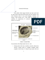 Selulitis Orbita Dan Preseptal