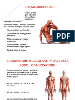 Il Sistema Muscolare