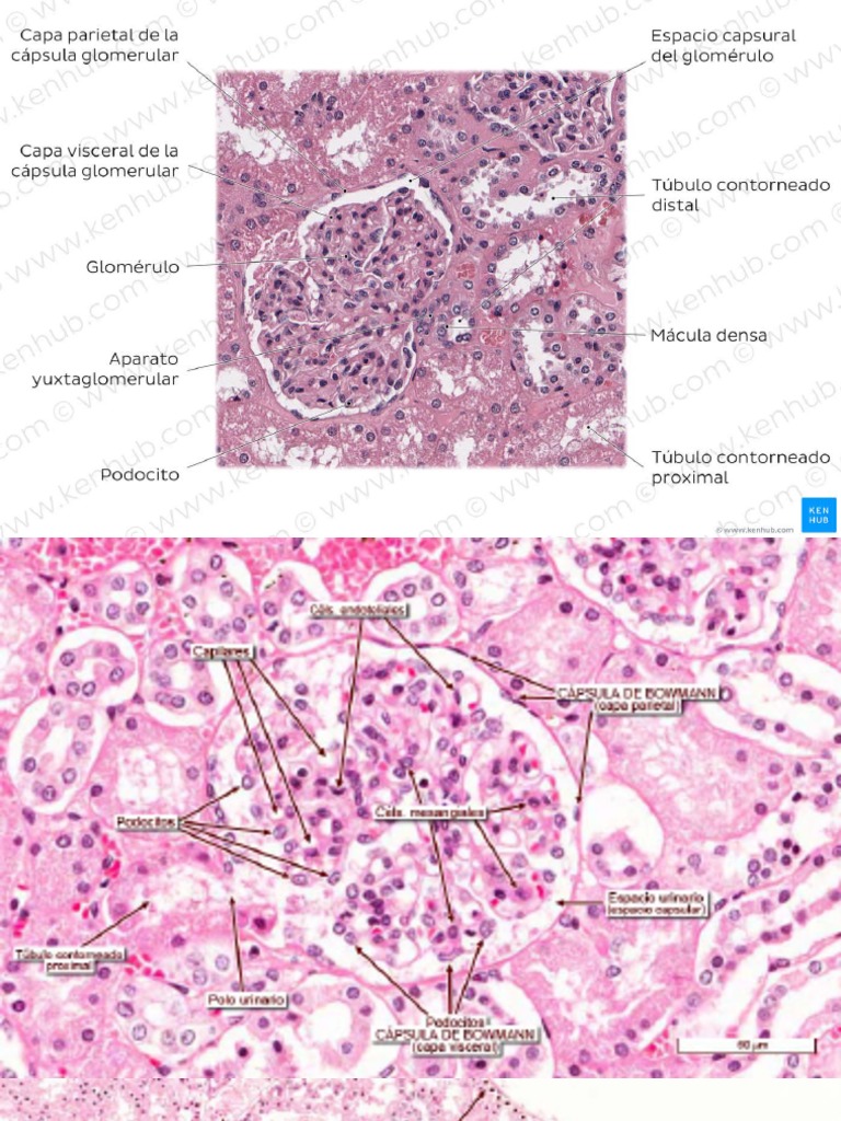 Imagenes Histologicas Riñon | PDF
