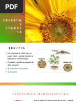 Tesuturi Vegetale