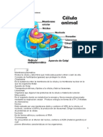 Celula Animal y Vegetal Partes y Funcione