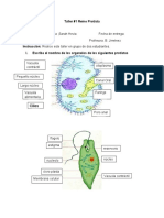 Prostista Taller Biologia