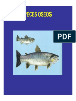 Peces óseos: subclases, órdenes y especies principales