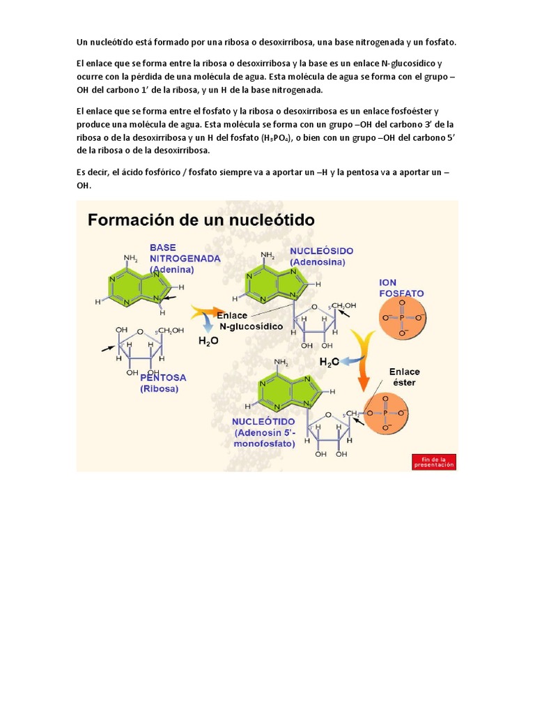 Formación de Un Nucleótido | PDF