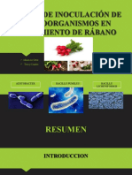 Crecimiento rábano inoculado microorganismos