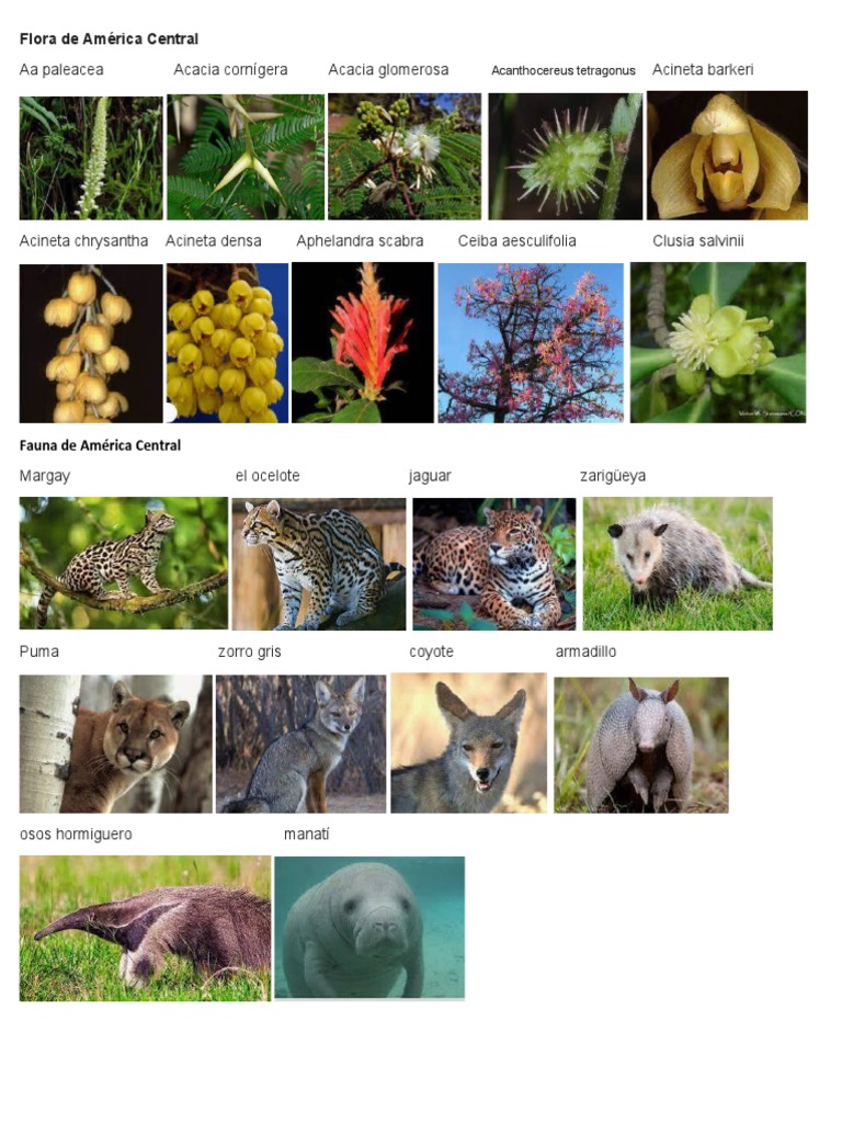 Flora y Fauna de America Central | PDF