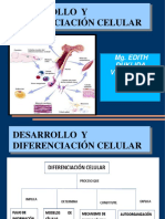 Desarrollo Y Diferenciación Celular: Mg. Edith Duklida Velásquez Valdivia Utea