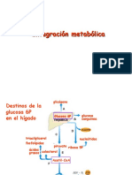 integracion_metabolica_2014