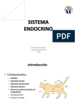 14 Endocrino