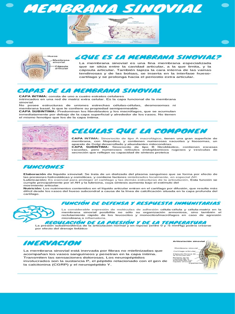 Funciones de la Membrana Sinovial | PDF | Articulación | Cartílago