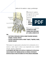 Tema 9 Estructura y Mecánica de La Muñeca