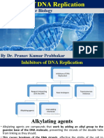 Inhibition of DNA Replication and Transcription