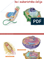 Prokariotska I Eukariotska Ćelija