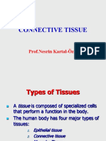 Connective Tissue s1