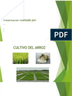 PDF Cultivo Del Arroz DL