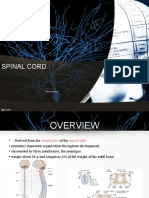 Chapter Vi, Spinal Cord