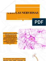 Células nerviosas: estructuras y funciones clave