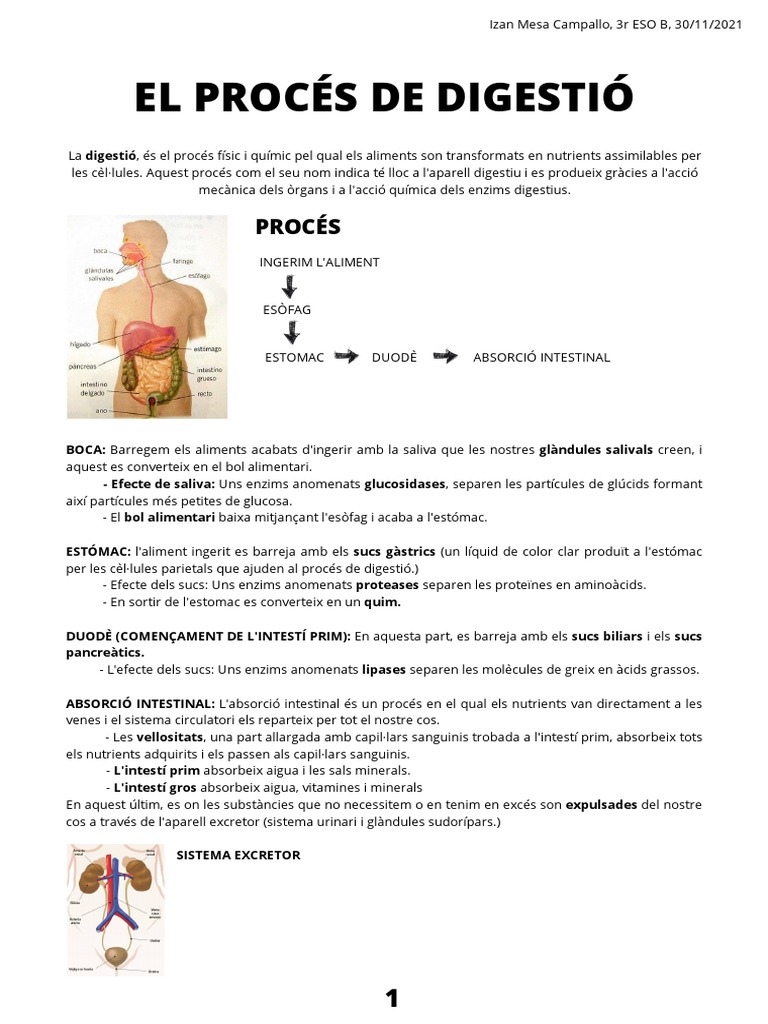 Esquema Resum Sobre El Procés de La Digestio | PDF