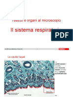 Respiratorio_microscopio ZANICHELLI