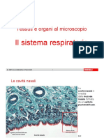 Respiratorio - Microscopio ZANICHELLI