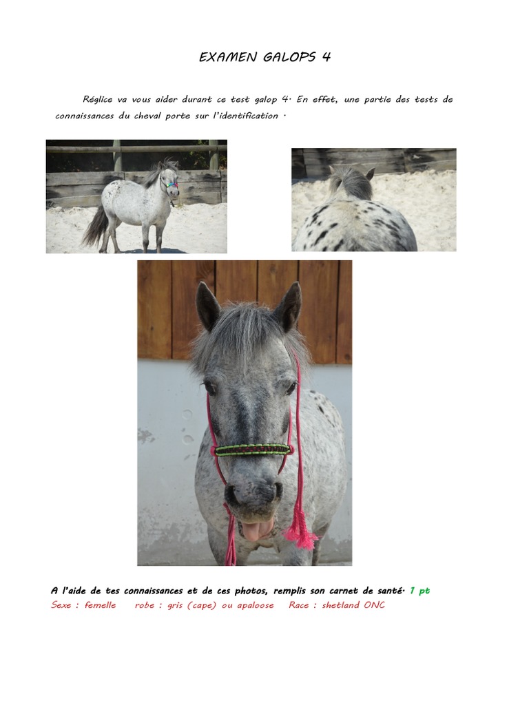 Comment Trouver Les Reprise De Dressage Galop 4 Schéma 2018 Theorie Galop 4 Corrections | PDF | Équitation | Chevaux