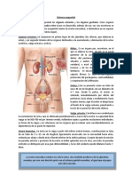 Sistema Urogenital