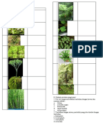 Soal Plantae