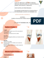 Músculos de La Rodilla