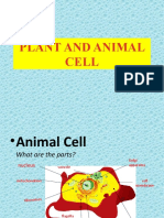 Animal and Plant Cell Final