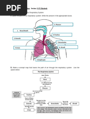 The Respiratory System Worksheet Fill In The Blanks Answers Bill Nye