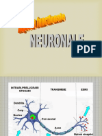 A05 Functii Neuronale