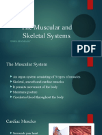 The Muscular and Skeletal Systems Explained