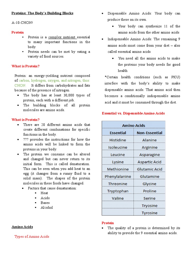 Protein: Proteins: The Body's Building Blocks | PDF | Vegetarianism | Meat