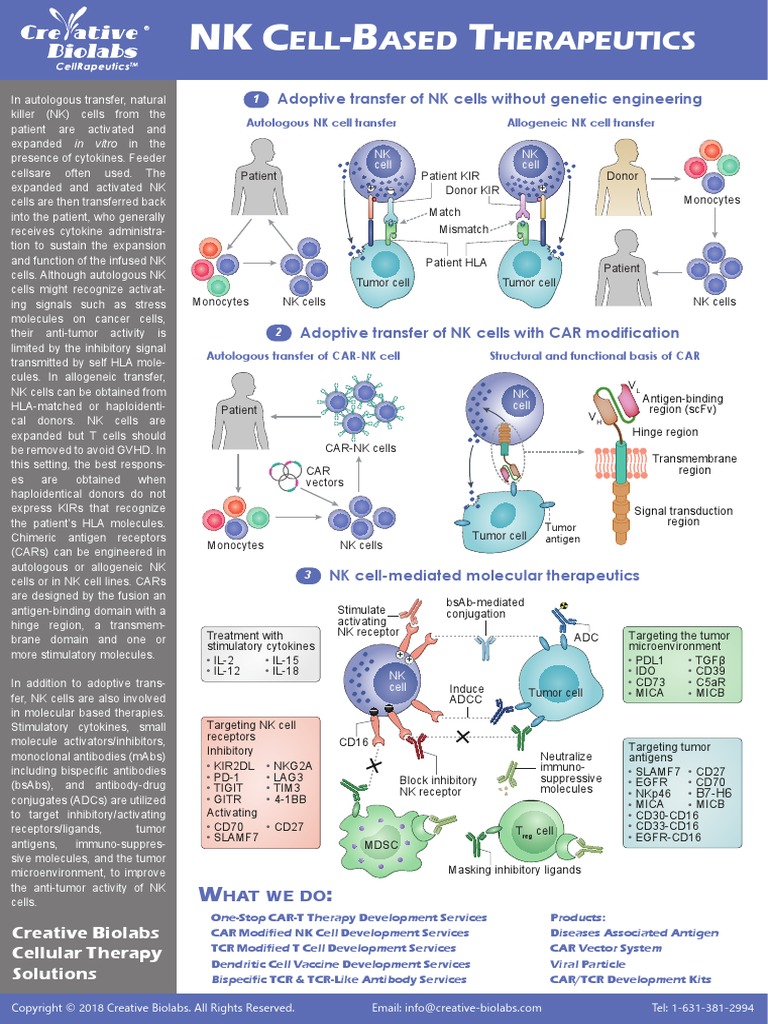 NK Cell-Based Therapeutics CAR-NK Therapy Development | PDF | Natural ...