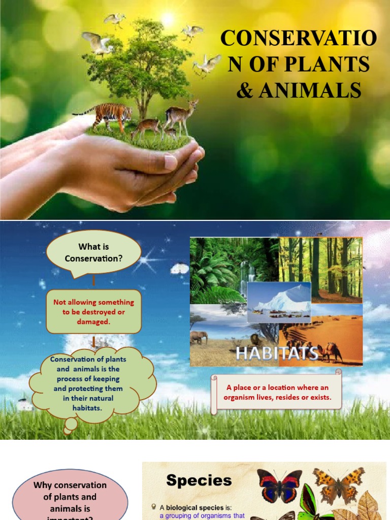 Conservation of Plants and Animals | PDF | Deforestation | Biodiversity
