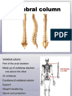 Lecture 14 - Muscle, Bones & Joints of The Vertebral Column