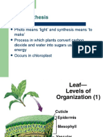 Photosynthesis Final Notes