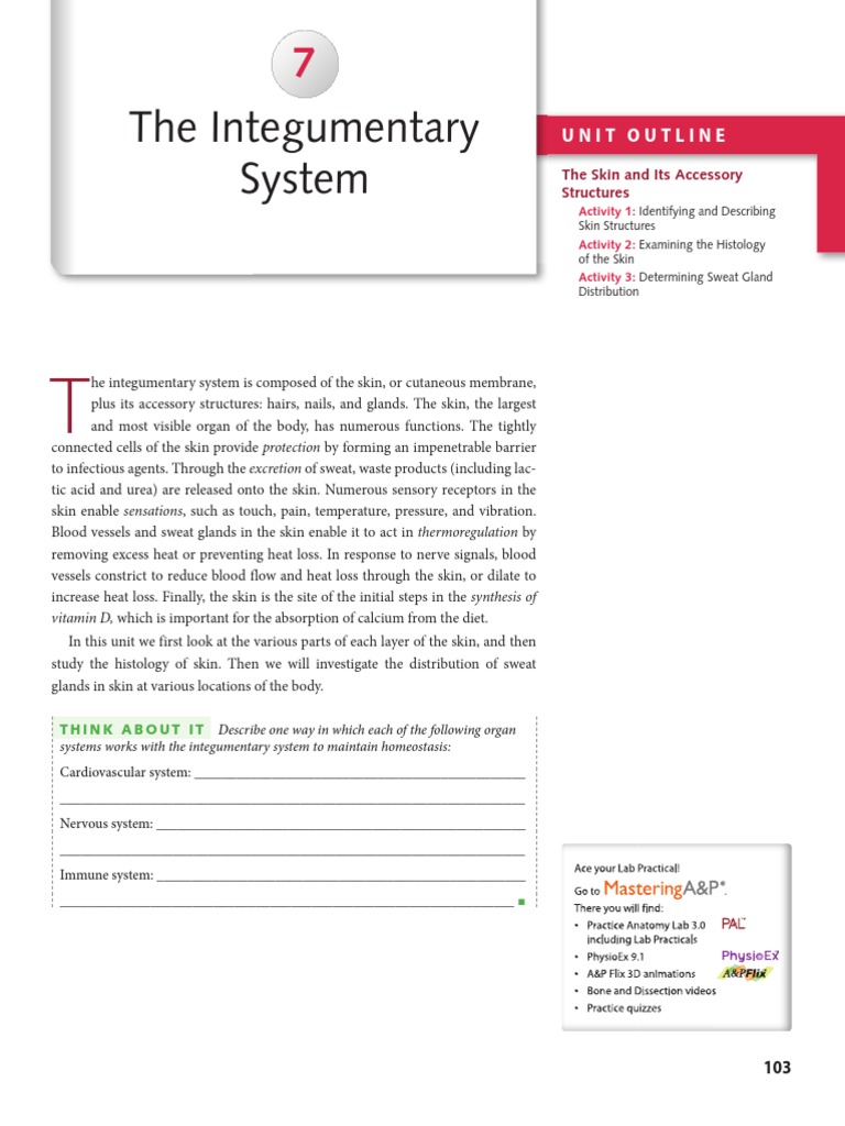 Chapter+7 +Integumentary+System | PDF | Skin | Integumentary System