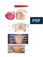 Anatomy Cardiovascular