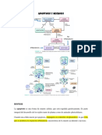 Apoptosis vs necrosis: diferencias en la muerte celular programada y accidental