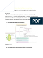 Informe Sobre La Mitocondria