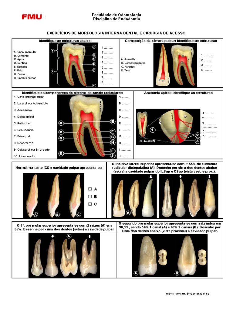endodontia-exerccios-de-anatomia-e-cirurgia-de-acesso-pdf