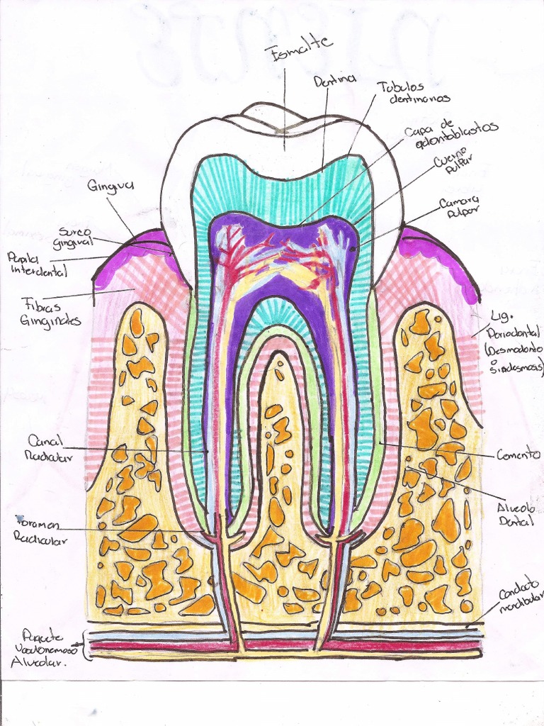Anatomia Dental | PDF