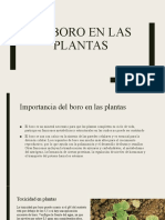 Importancia del boro en las plantas y sus efectos por deficiencia y toxicidad