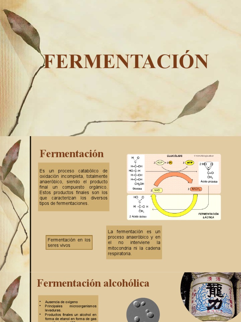 Fermentación Láctica Alcohólica y Acética PDF